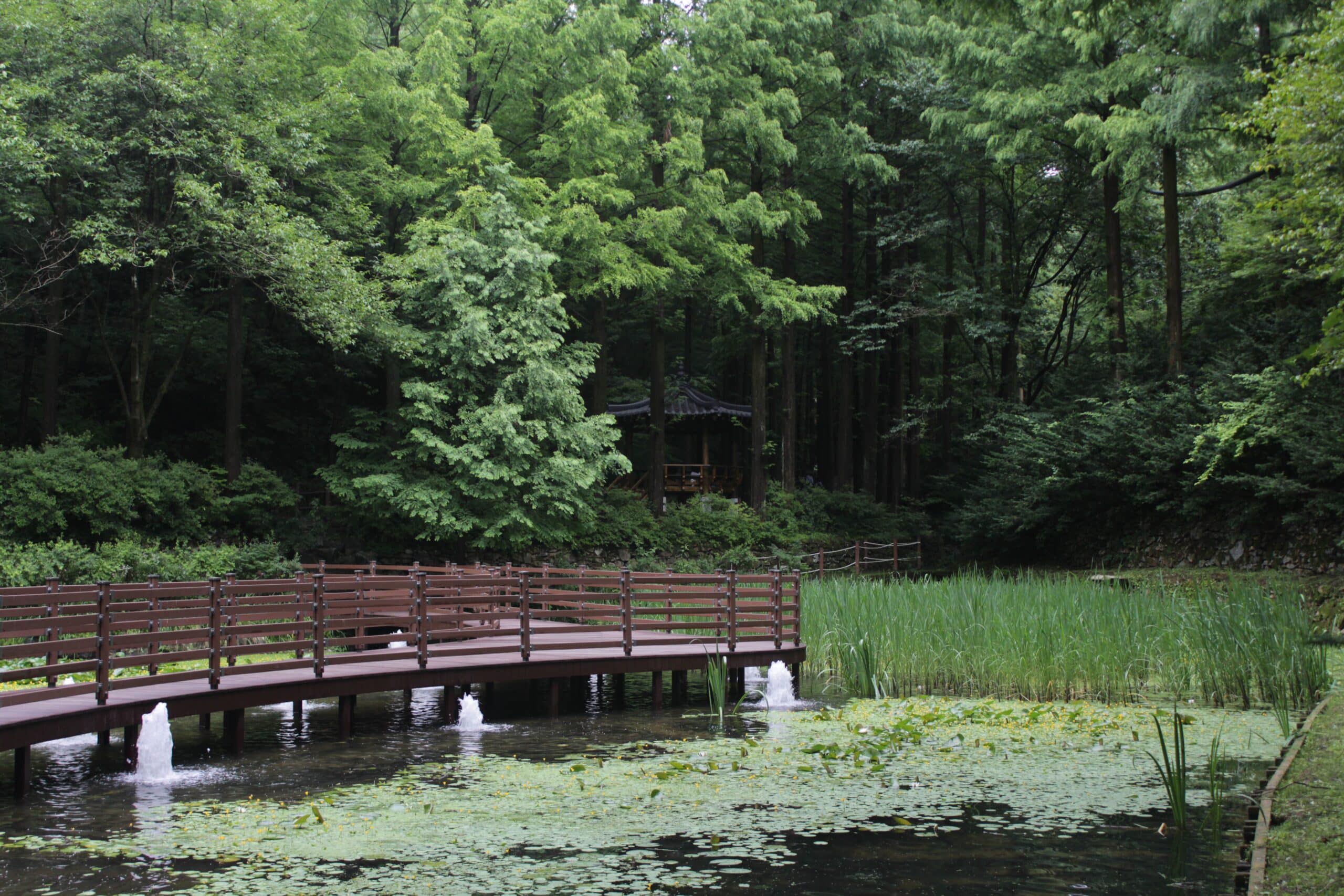 Bosques coreanos reforestados con Hanwha